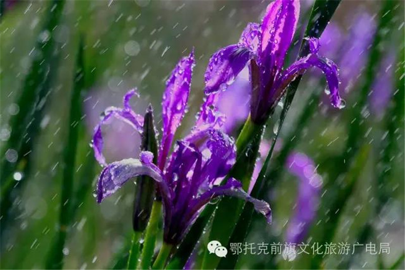 微信图片_20180528112041.jpg