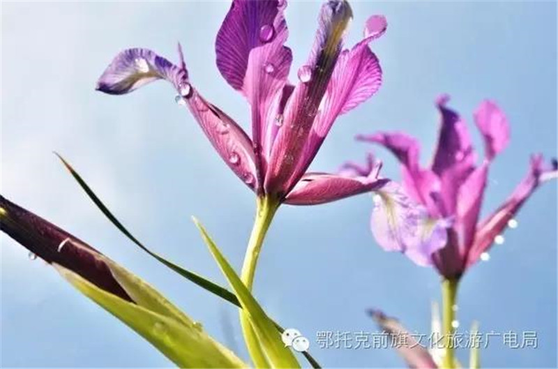 微信图片_20180528112044.jpg