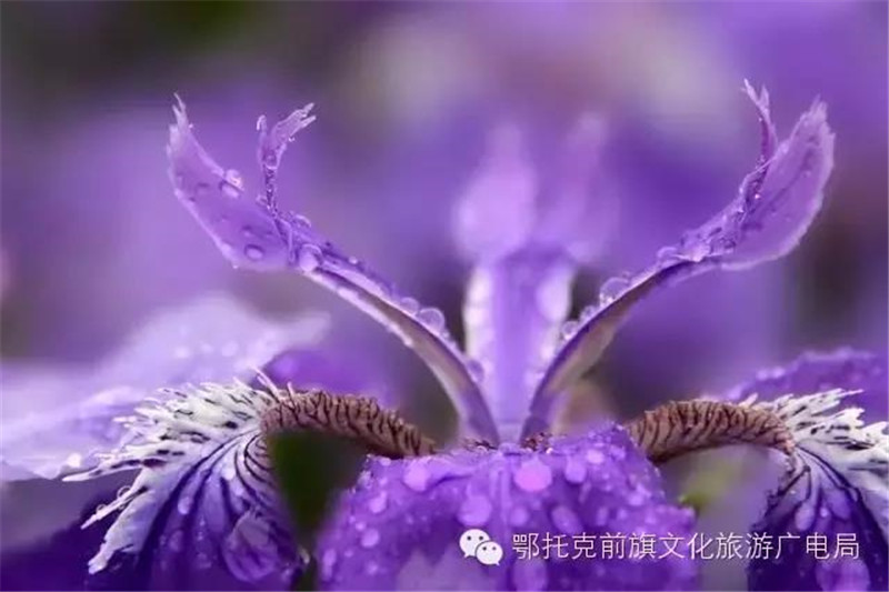 微信图片_20180528112046.jpg