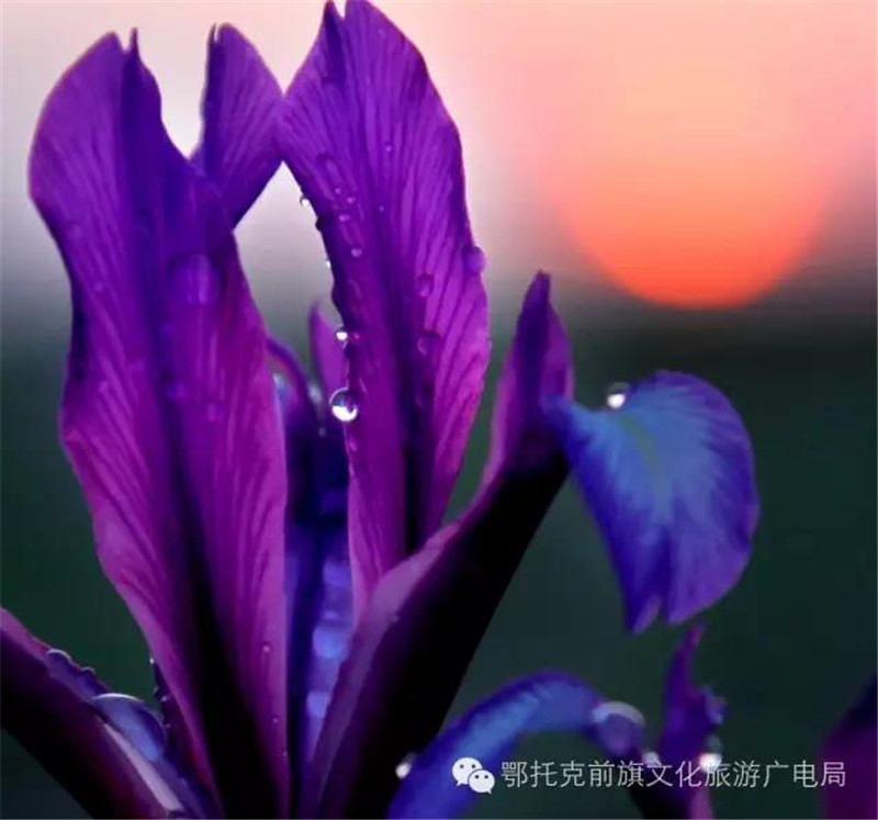 微信图片_20180528112050.jpg