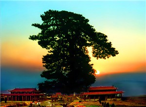 来自古老的拜谒——油松王