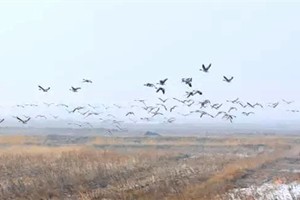 我们在鄂尔多斯的湿地，看候鸟飞回来啦~