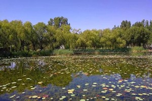 恩格贝 | 魂牵梦绕的地方