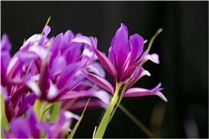 春风荡漾，阳光正好，来鄂前旗遇见最美的马兰花