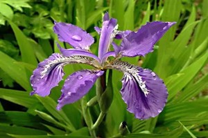 草原仙子——马兰花