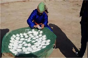 非遗传承 | 掀起传统奶食品制作工艺的神秘面纱