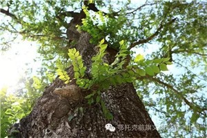 “新韵”鄂前旗系列二——榆树“根”·草原“情”