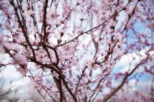 伊金霍洛的那些“花花事儿”