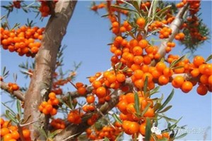 烧山葯圪旦，沙奶奶，鄂个多斯人小时候的地里美味，你吃过几种？